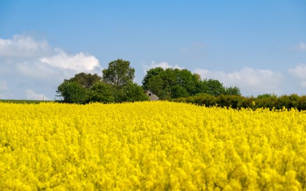 România, record istoric: Depășește Ucraina și domină piața germană de rapiță
