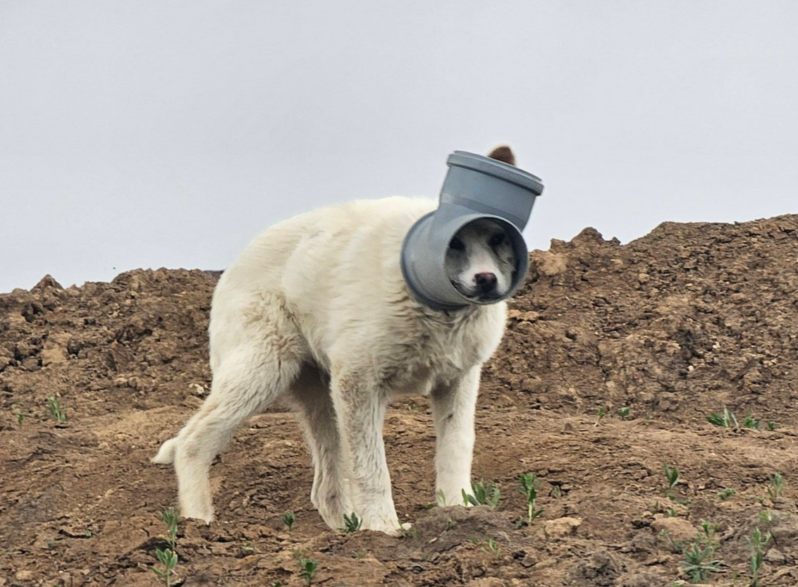 Un câine cu capul blocat într-o țeavă de metal este căutat de zile întregi de autorități și voluntari, însă eforturile de salvare au fost până acum zadarnice