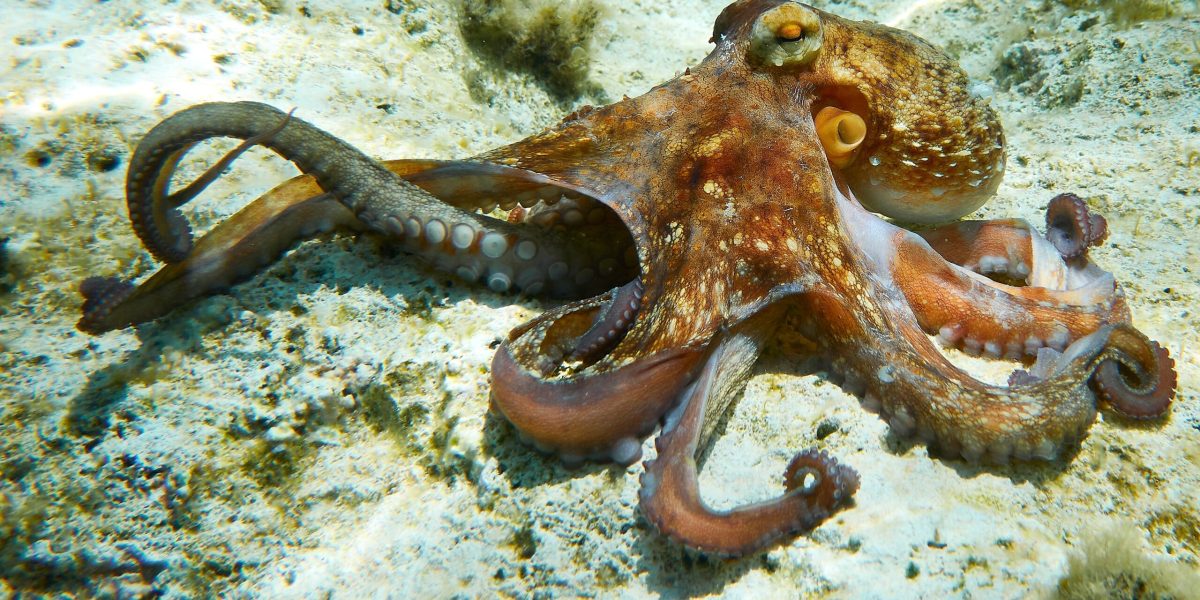 Cum se împerechează caracatițele: un braț fertilizează femela, un spectacol uimitor!