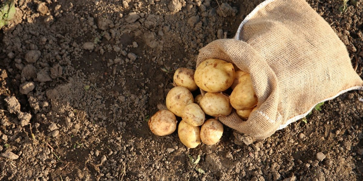 Ce face Primăria Suceava pentru mâncarea gratuită a elevilor?