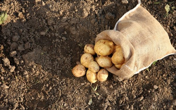 Ce face Primăria Suceava pentru mâncarea gratuită a elevilor?