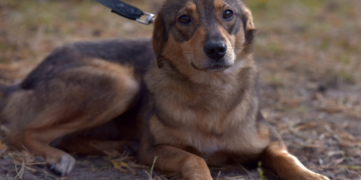 Dresor surprins agresând un câine: Imaginile șocante fac înconjurul României