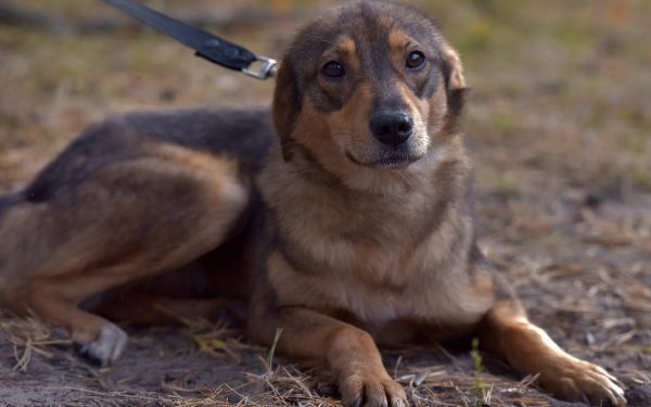 Dresor surprins agresând un câine: Imaginile șocante fac înconjurul României