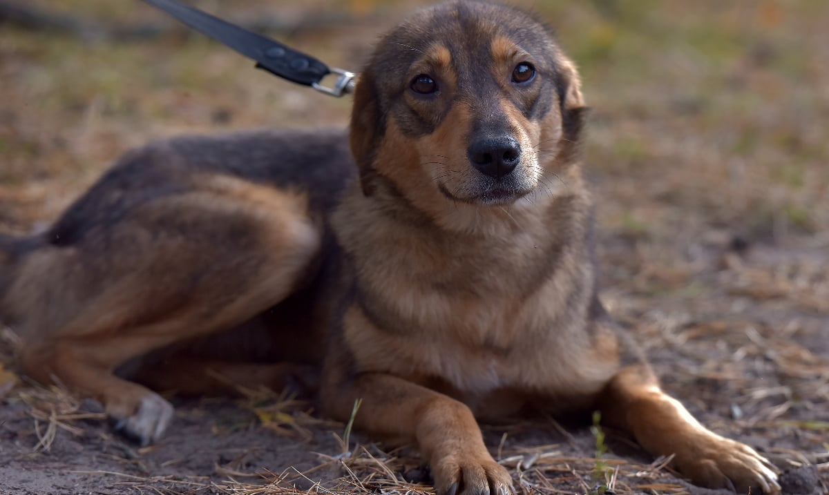Dresor surprins agresând un câine: Imaginile șocante fac înconjurul României