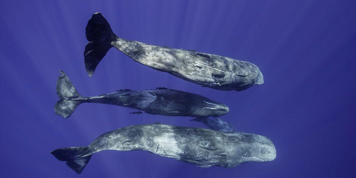 Sunetele cașaloților: Cercetătorii, șocați de asemănarea cu vorbirea umană