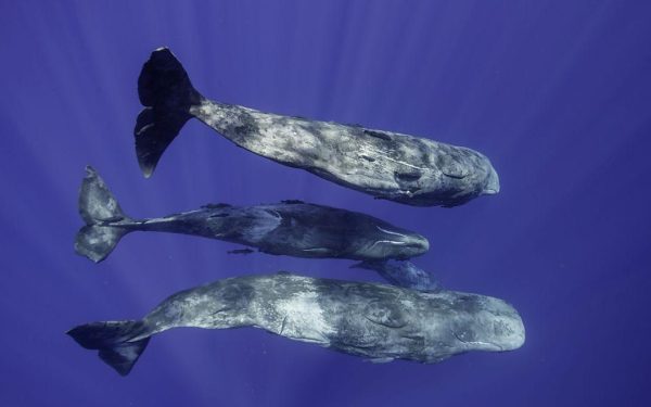 Sunetele cașaloților: Cercetătorii, șocați de asemănarea cu vorbirea umană