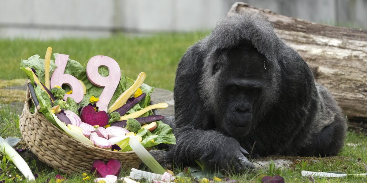 Gorila record, aniversare la Zoo Berlin: Cel mai longeviv exemplar sărbătorește
