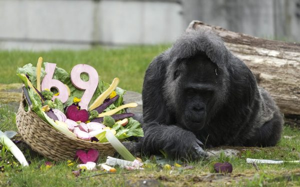 Gorila record, aniversare la Zoo Berlin: Cel mai longeviv exemplar sărbătorește
