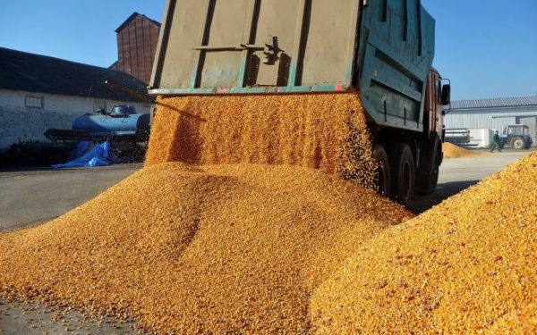 Afacerile Agropec Dionis, explozie în 2025: Cum au prosperat traderii de cereale din România