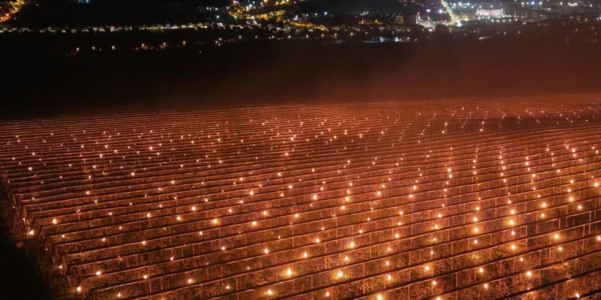 Agricultor ROMÂN, 40.000 de euro „arși” pentru a salva livada de cireșe