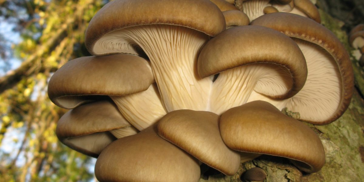 AI transformă zațul de cafea în ciuperci: Inovație agricolă revoluționară