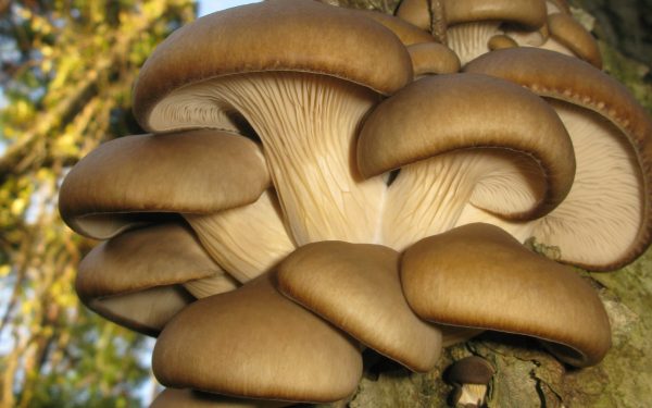 AI transformă zațul de cafea în ciuperci: Inovație agricolă revoluționară