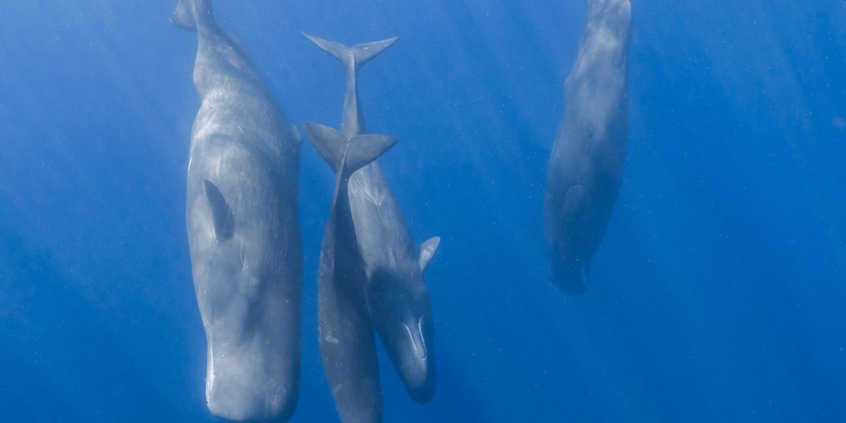 Cașaloții comunică precum oamenii: Au descoperit cercetătorii