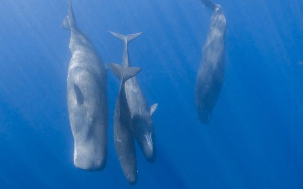 Cașaloții comunică precum oamenii: Au descoperit cercetătorii