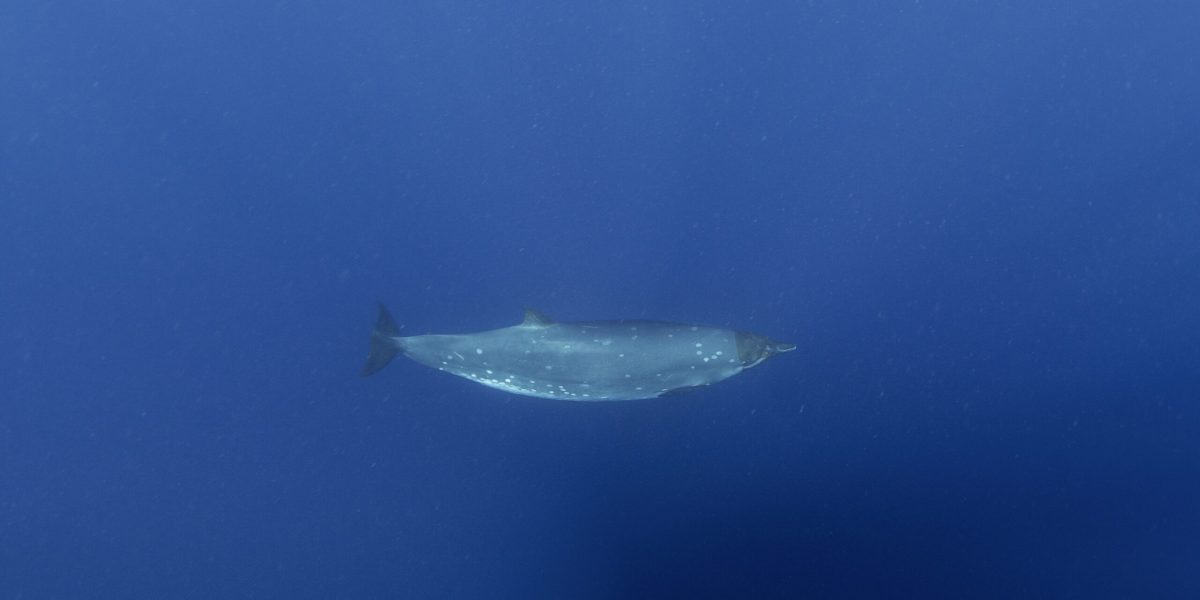 Creatură misterioasă din adâncuri, după 150 de ani: Cercetătorii, uluiți