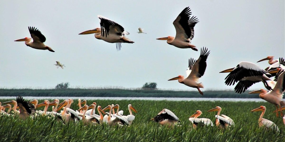 Ministra Mediului, după Delta Dunării: „Dezastru”, fonduri UE pierdute sau sabotate