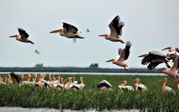 Ministra Mediului, după Delta Dunării: „Dezastru”, fonduri UE pierdute sau sabotate