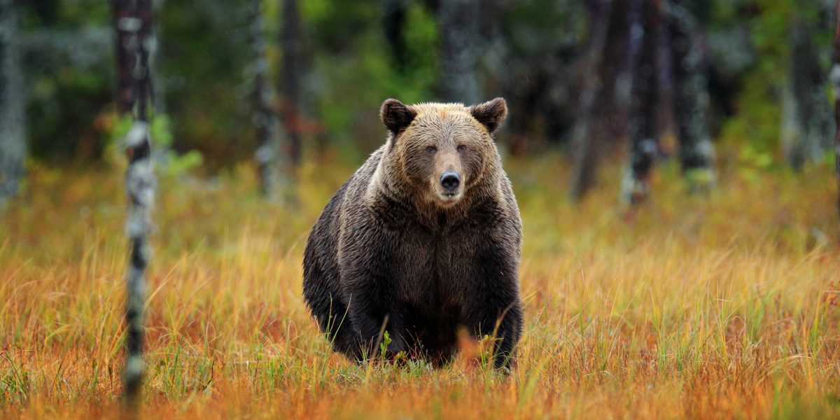 Urșii, VÂNAȚI masiv: Parlamentarii au aprobat dublarea cotelor. Câți pier în 2026?