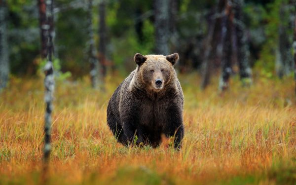 Urșii, VÂNAȚI masiv: Parlamentarii au aprobat dublarea cotelor. Câți pier în 2026?