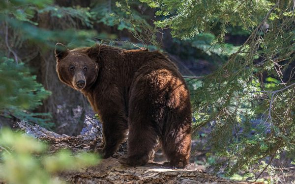 Primar din Cluj, sfat inedit: „Biserica, cu zgomot”. Urșii, invazia continuă