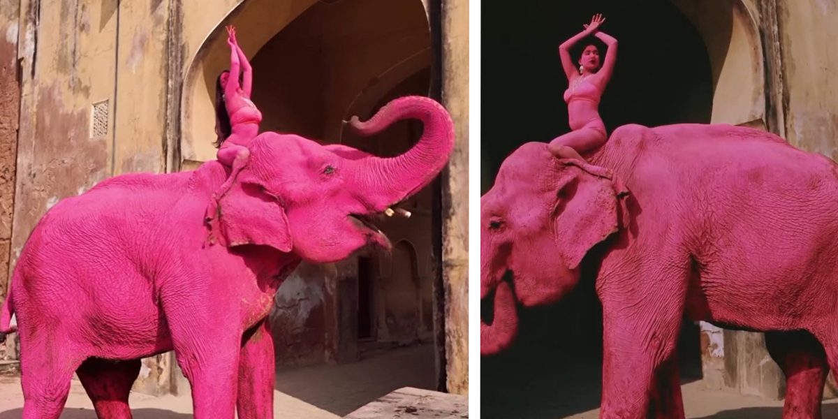 Chanchal, elefantul roz, a murit în INDIA după ședința foto: furie națională