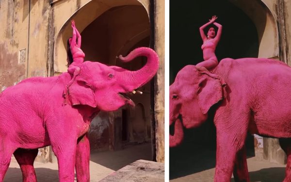 Chanchal, elefantul roz, a murit în INDIA după ședința foto: furie națională