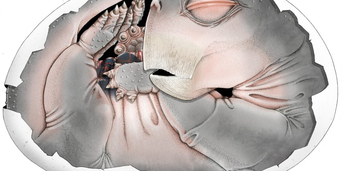 Studiu-șoc: Strămoșii mamiferelor depuneau ouă! Supermicroscopul confirmă