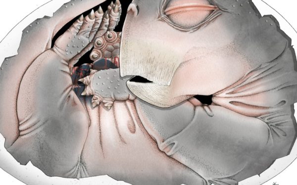 Studiu-șoc: Strămoșii mamiferelor depuneau ouă! Supermicroscopul confirmă