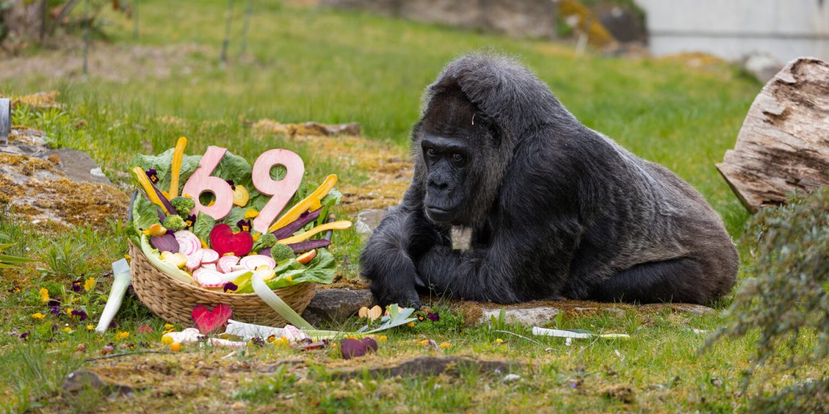 Fatou, gorila record de vârstă: Sărbătoare la Grădina Zoologică din Berlin