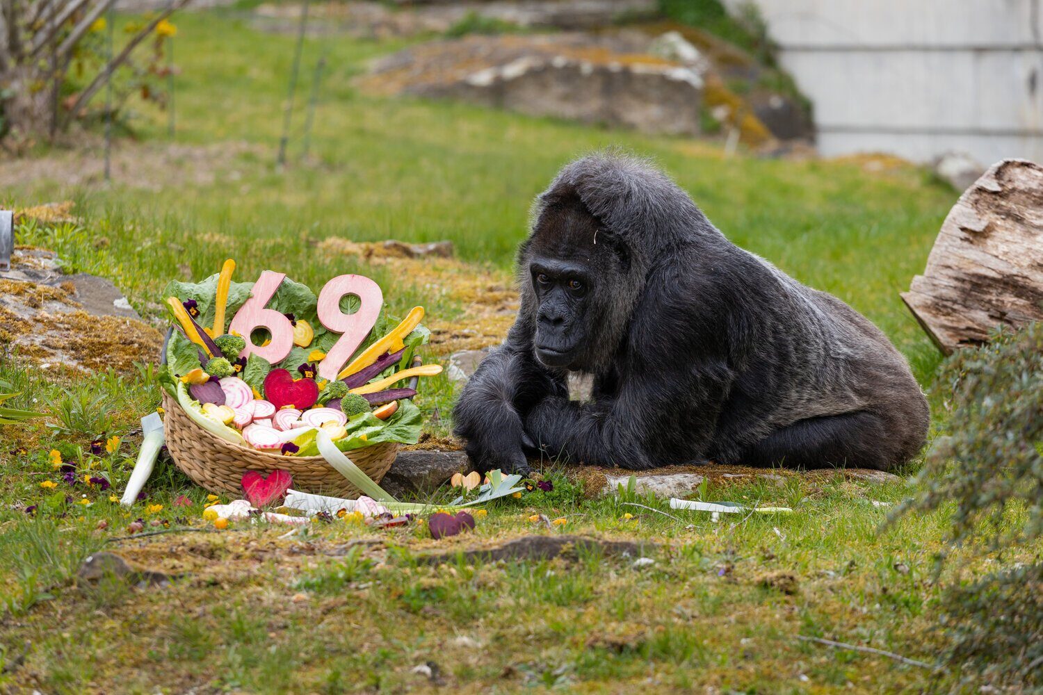 Fatou, gorila record de vârstă: Sărbătoare la Grădina Zoologică din Berlin