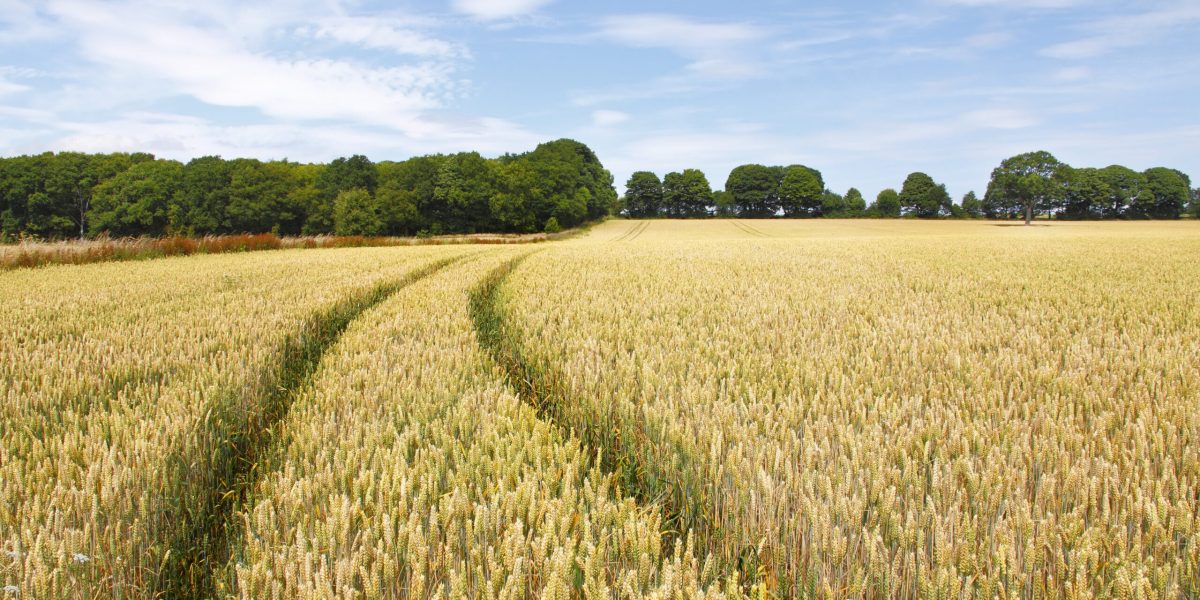 Ajutor substanțial pentru fermierii din Republica Moldova în 2026