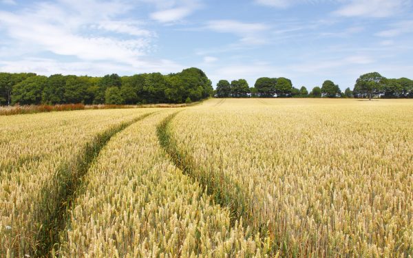 Ajutor substanțial pentru fermierii din Republica Moldova în 2026