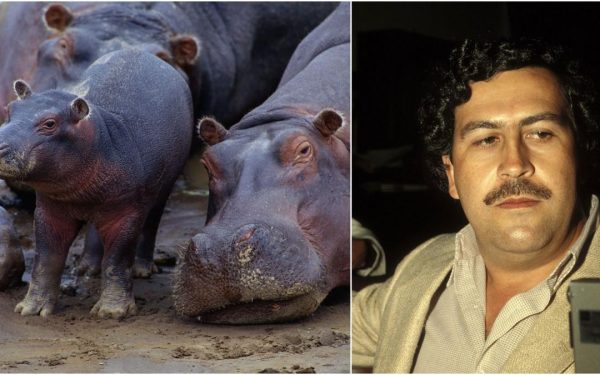 Hipopotamii lui Escobar, problemă majoră în Columbia: Vânătoare permisă