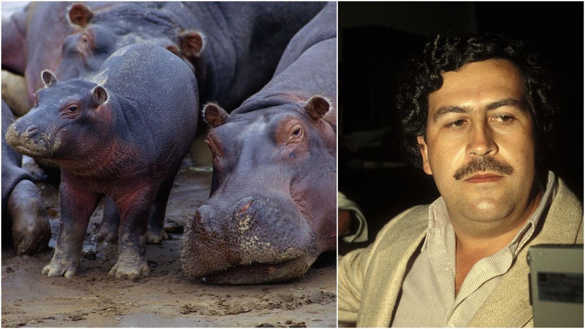 Hipopotamii lui Escobar, problemă majoră în Columbia: Vânătoare permisă