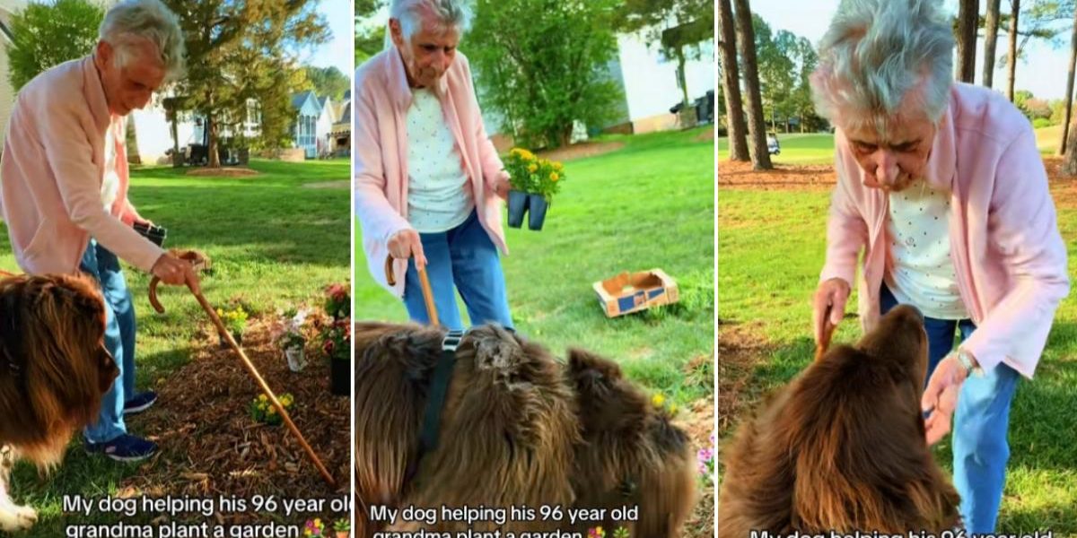 Bunicuța de 96 de ani și companionul canin de 70 kg: „Sapi, băiete!”
