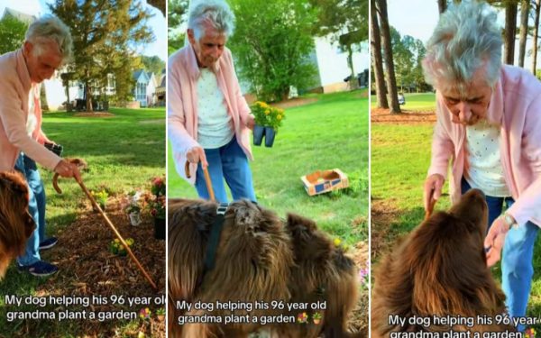 Bunicuța de 96 de ani și companionul canin de 70 kg: „Sapi, băiete!”