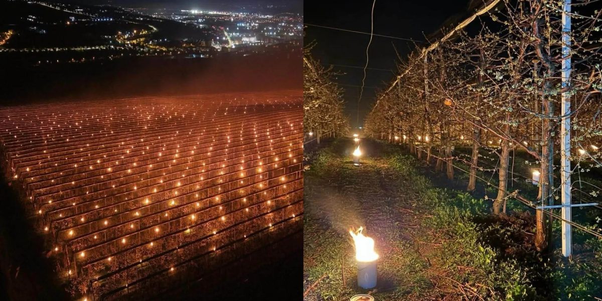 A dat foc la 40.000 de euro ca să-și salveze cireșele de îngheț