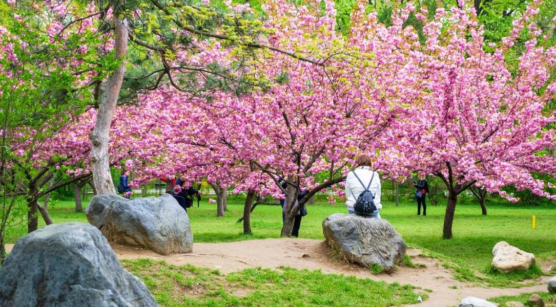 Hanami la București: Parcul Regele Mihai I, scăldat în flori
