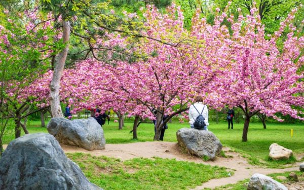 Hanami la București: Parcul Regele Mihai I, scăldat în flori