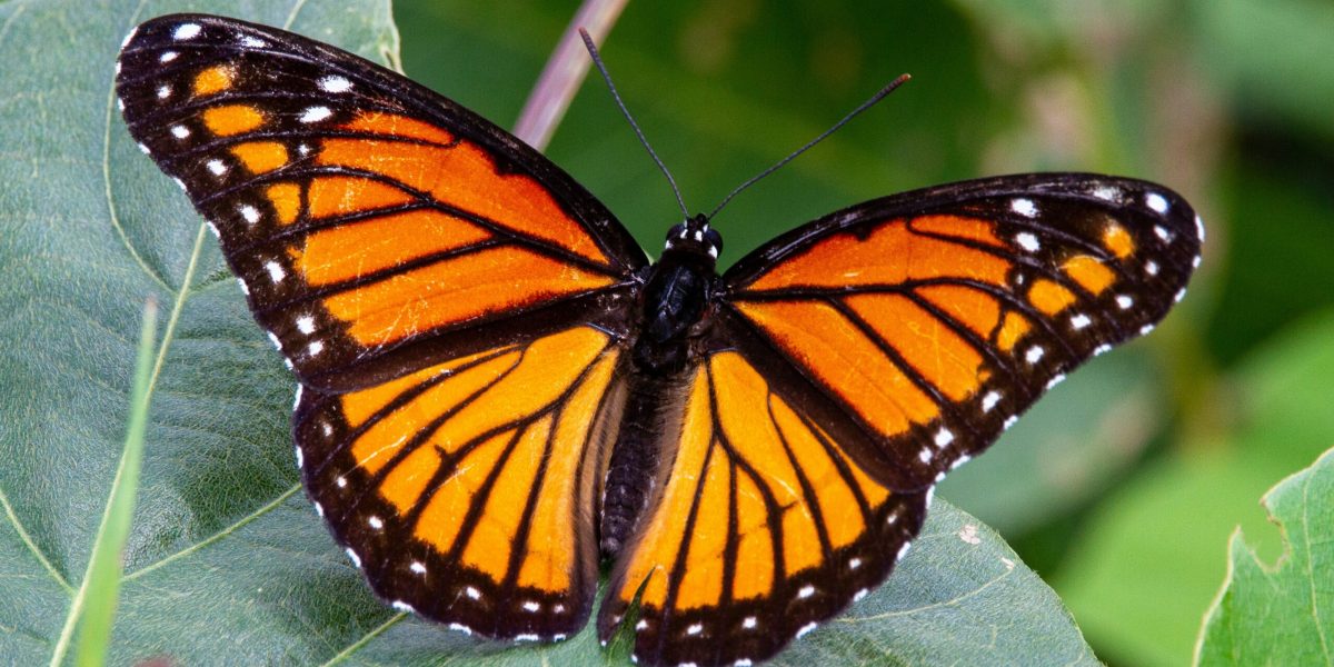 Expoziția „COCON” cu fluturi exotici se redeschide la Muzeul Antipa începând cu 10 aprilie, oferind vizitatorilor o incursiune în lumea fascinantă a acestor insecte, de la pupă până la forma finală