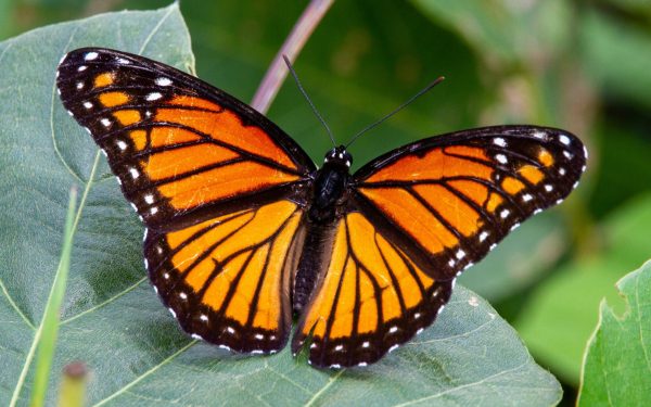 Expoziție spectaculoasă la Antipa: vezi fluturi exotici. Când poți vizita