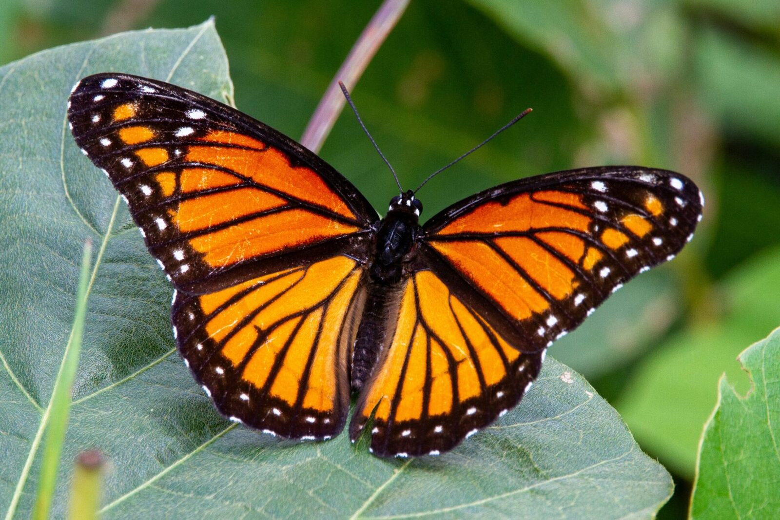 Expoziția „COCON” cu fluturi exotici se redeschide la Muzeul Antipa începând cu 10 aprilie, oferind vizitatorilor o incursiune în lumea fascinantă a acestor insecte, de la pupă până la forma finală