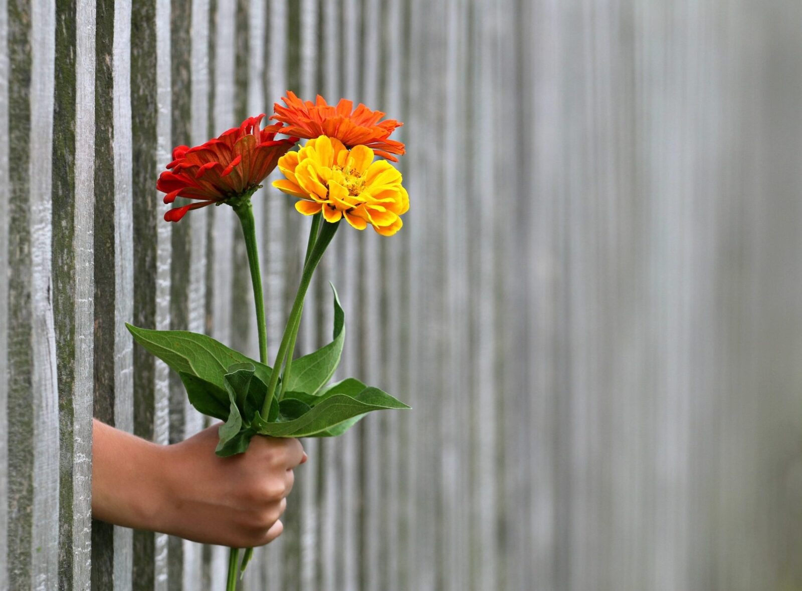 De ce florile se dau impar și cele pereche merg la înmormântare