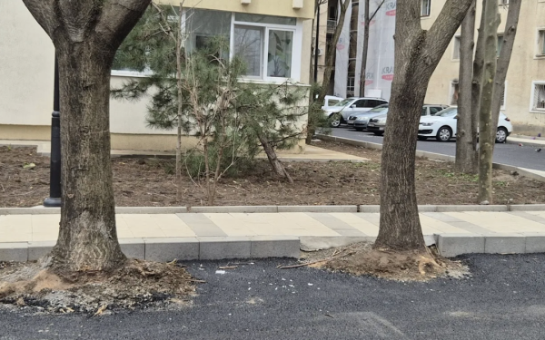 Hopincă, amendat după ce a transformat spațiul verde în PARCARE