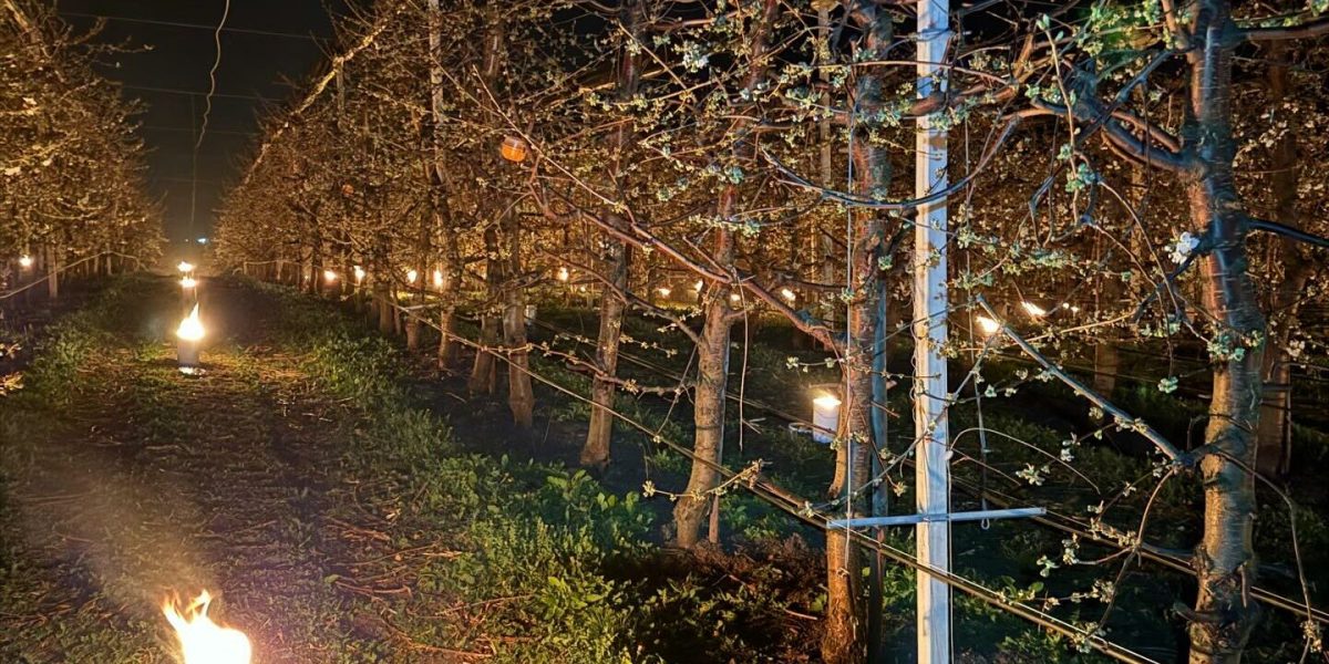 Înghețul a ars 40.000 de euro: fermierii luptă să salveze cireșii