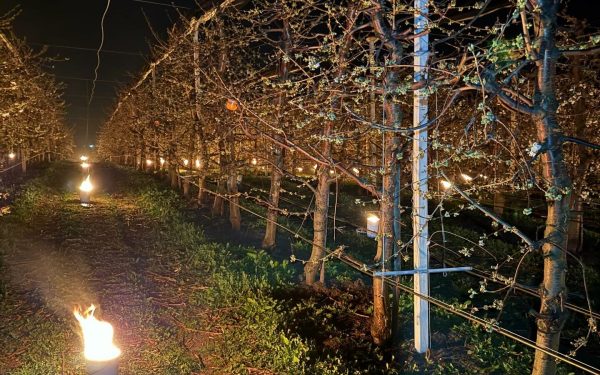 Înghețul a ars 40.000 de euro: fermierii luptă să salveze cireșii