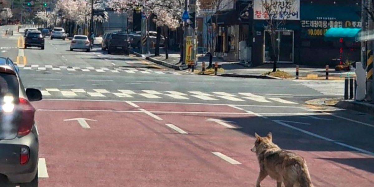 Lupul evadat din Coreea de Sud, celebru după 9 zile de libertate