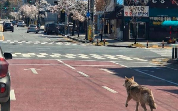 Lupul evadat din Coreea de Sud, celebru după 9 zile de libertate