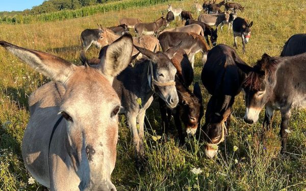 Inflația distruge Argentina: Milei promite reforme. Poporul, redus la carne de măgar