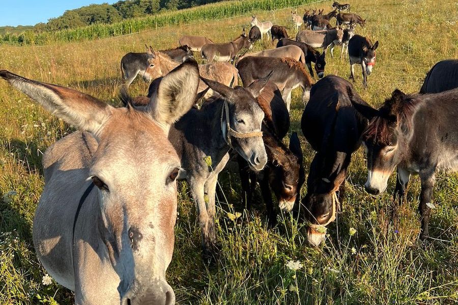 Inflația distruge Argentina: Milei promite reforme. Poporul, redus la carne de măgar